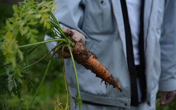 Freshly harvested carrots grown in Toyama’s fertile soil